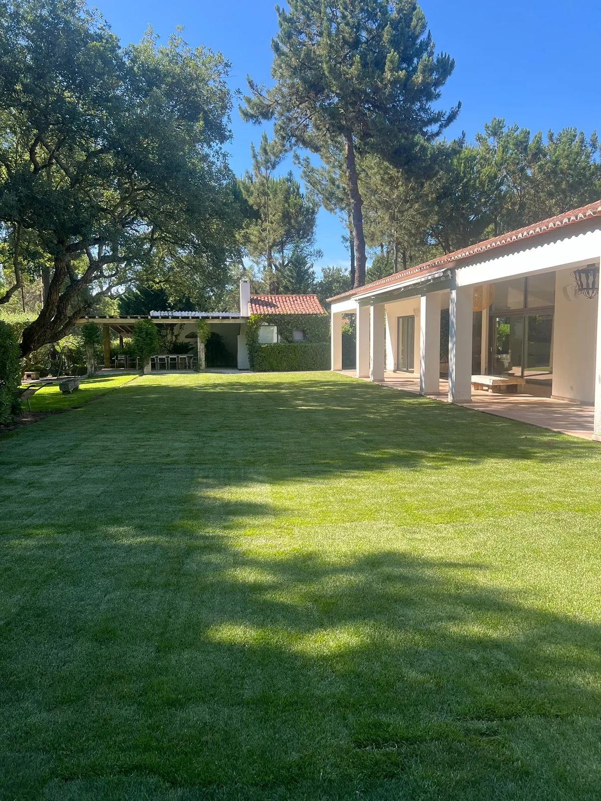 Pelouse rénovée dans un jardin avec arbres