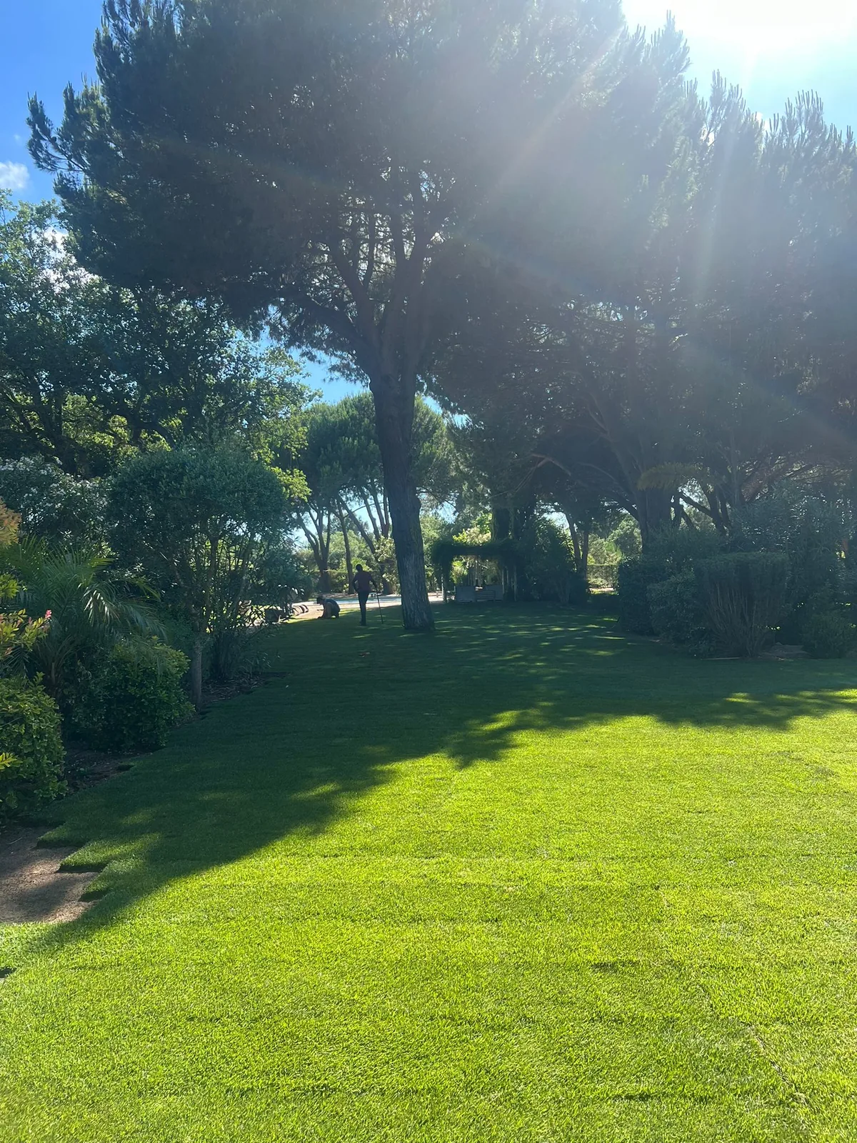 Grande pelouse verte après remplacement dans le jardin
